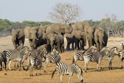 Full Day Chobe National Park Big 5 Safari Full Day Chobe National Park Big 5 Safari