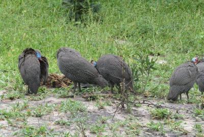 From Victoria Falls to Chobe Day Game Safari From Victoria Falls to Chobe Day Game Safari