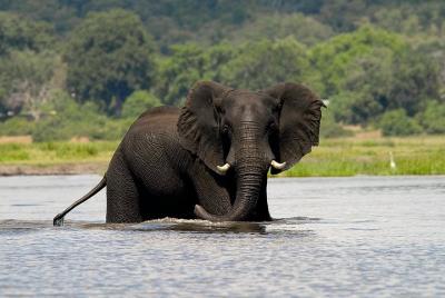 Chobe Full Day Safari Trip Chobe Full Day Safari Trip