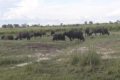 Chobe Day Trip Starting From Victoria Falls Chobe Day Trip Starting From Victoria Falls