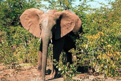 Small group: Sunrise to Sunset Safari Experience  Small group: Sunrise to Sunset Safari Experience