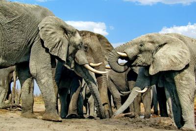 Chobe 4x4 Safari and Boat Safari with Lunch included 1 day Chobe 4x4 Safari and Boat Safari with Lunch included 1 day