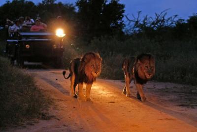 Night Game Drive and Bush Dinner from Victoria Falls Night Game Drive and Bush Dinner from Victoria Falls