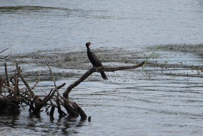 Zambezi River Bird watching  Zambezi River Bird watching