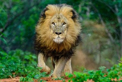 The Lion Encounter (Feast of Beasts Lion Feed & Into the Pride Dr