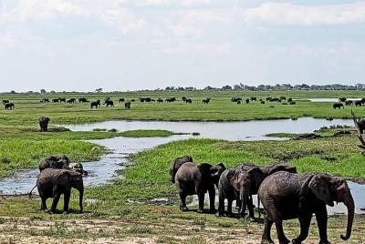 Hwange Safari Private Day Trip from Victoria Falls Hwange Safari Private Day Trip from Victoria Falls