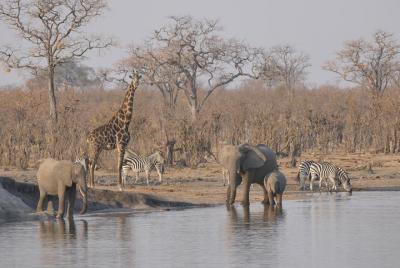 1 Night Hwange National Park Camping 1 Night Hwange National Park Camping