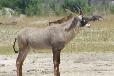 Hwange Bush Camping and Safaris Hwange Bush Camping and Safaris