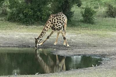 Full-Day Hwange National Park Tour from Victoria Falls Full-Day Hwange National Park Tour from Victoria Falls