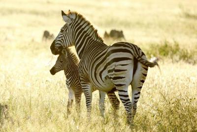 Full-Day Private Guided Safari Tour of Hwange with Lunch
