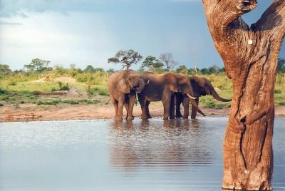 Full-Day Trip to Hwange National Park with Hotel Pickup