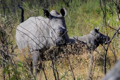 Rhino Encounter Game Drive in Victoria Falls ! Rhino Encounter Game Drive in Victoria Falls !