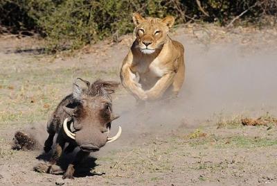 2-Day Chobe National Park Camping Safari from Kasane 2-Day Chobe National Park Camping Safari from Kasane