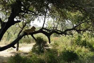 Day Trip Selous Safari Tour from Zanzibar
