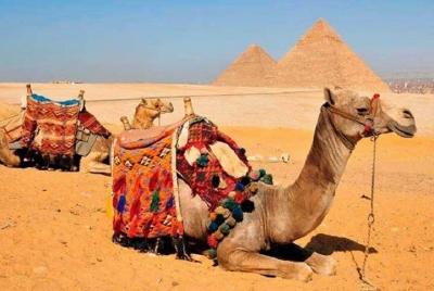 8 Days,Cairo,Alexandria,Aswan,Luxor,Cruise, Abu Simbel,From Cairo 8 Days,Cairo,Alexandria,Aswan,Luxor,Cruise, Abu Simbel,From Cairo