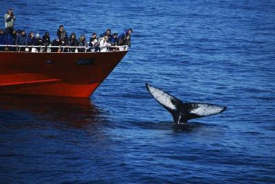 Classic Whale Watching from Reykjavik | The Original Classic Whale Watching from Reykjavik | The Original