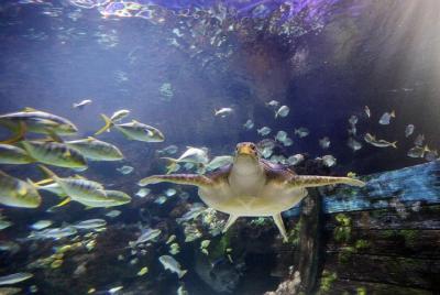 SEA LIFE Timmendorfer Strand Admission Ticket SEA LIFE Timmendorfer Strand Admission Ticket