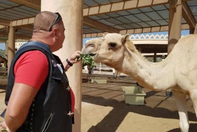 Bahrain Camel tour Bahrain Camel tour