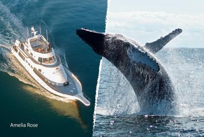 Whale Watching Cruise on a Superyacht in Reykjavik 