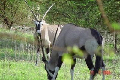 FULL-DAY SAFARI AND PINK LAKE TOUR (minimum 2 pax) FULL-DAY SAFARI AND PINK LAKE TOUR (minimum 2 pax)