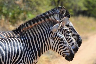 Day trip to Kuti Wildlife Reserve and Lake Malawi