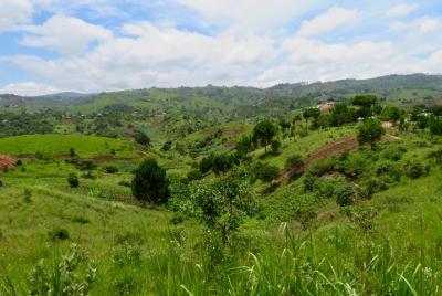 Coffee tour farm visit in Mzuzu, Malawi