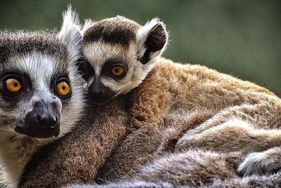 Madagascar Classic Tour 10D/9N ( Comfort) Madagascar Classic Tour 10D/9N ( Comfort)