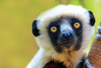 Indri Indri: The Endemic Lemur 02days- 01 Night In Andasibe Indri Indri: The Endemic Lemur 02days- 01 Night In Andasibe
