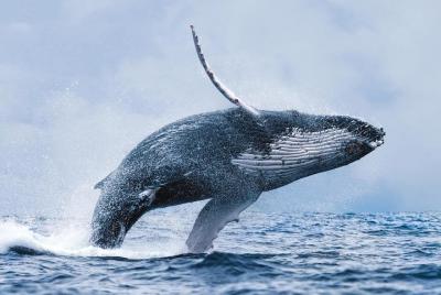 Whale Watching Tour from Reykjavik Whale Watching Tour from Reykjavik