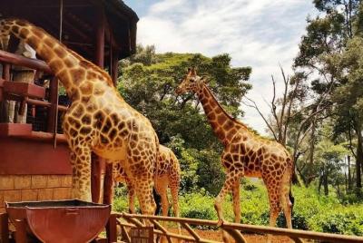 David Sheldrick Elephant Orphanage and Giraffe Center Full-Day To David Sheldrick Elephant Orphanage and Giraffe Center Full-Day To