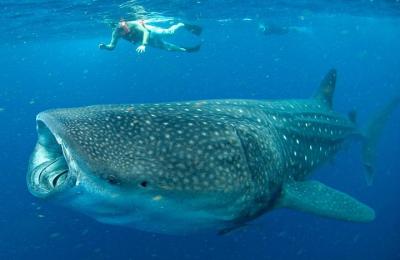 Small-Group Eco Friendly: Whale Sharks tour in Cancun & Riviera M Small-Group Eco Friendly: Whale Sharks tour in Cancun & Riviera M