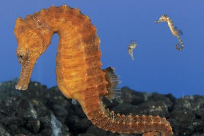 Skip the Ticketing Line: Aquarium of the Pacific General Admissio Skip the Ticketing Line: Aquarium of the Pacific General Admissio