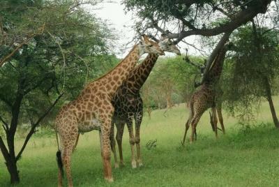 Senegal highlights 7 Days 6 Nights ( Minimum 2 Participants) Senegal highlights 7 Days 6 Nights ( Minimum 2 Participants)