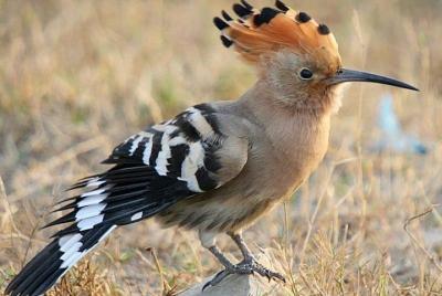 North India Birding Tour North India Birding Tour