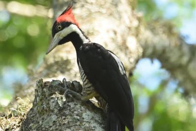 Birding and Nature Chaco Tour Birding and Nature Chaco Tour