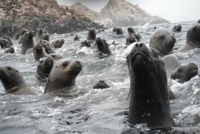Visit the Sea Lions in Palomino Islands, in Lima Peru Visit the Sea Lions in Palomino Islands, in Lima Peru
