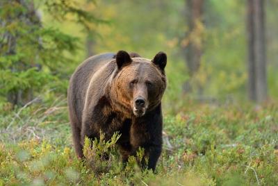 Small-Group Brown Bear-Watching Experience from Brasov Small-Group Brown Bear-Watching Experience from Brasov