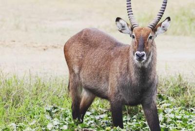 1-day Tour To Akagera National Park For A Wildlife Safari