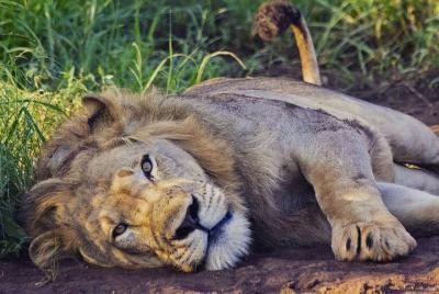 2 Days Akagera National Park Wildlife Safari