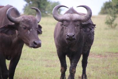 4-Day Gorillas, Wildlife and Chimpanzee Trekking at Kalinzu Fores