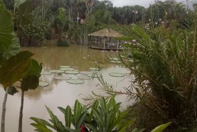 Full day tour amazon river 2020 Full day tour amazon river 2020