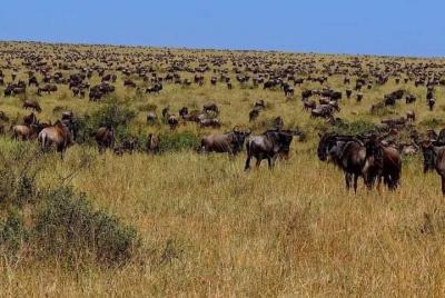 Three Days Safari Ngorongoro-Serengeti National park Tented Campi Three Days Safari Ngorongoro-Serengeti National park Tented Campi