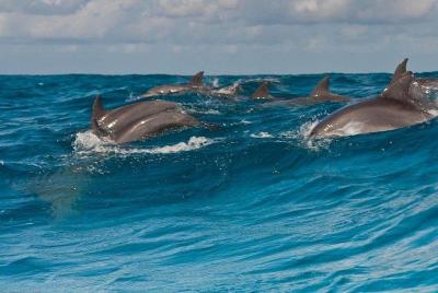 Dolphin Tour and Snorkeling at Mnemba Island reef | Private Trip