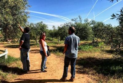 Olive Oil Farm Tour from Seville Olive Oil Farm Tour from Seville