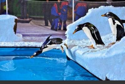 Ski Dubai & Entrance Tickets