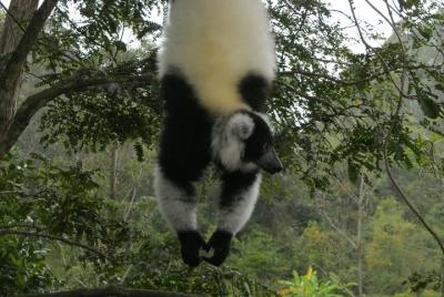 Madagascar Wildlife Tour for 02 days Madagascar Wildlife Tour for 02 days