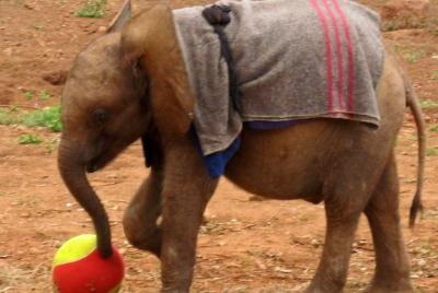 Elephant Orphanage and Giraffe Centre in Nairobi Elephant Orphanage and Giraffe Centre in Nairobi