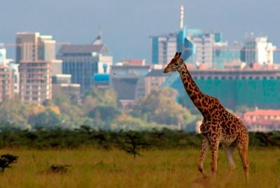 Afternoon half day mini safari to Nairobi National Park  Afternoon half day mini safari to Nairobi National Park