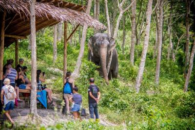 A Morning with the Elephants at Phuket Elephant Sanctuary A Morning with the Elephants at Phuket Elephant Sanctuary