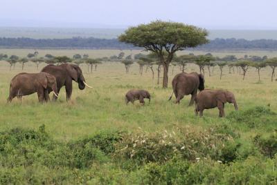 7 Day Uganda Safaris 